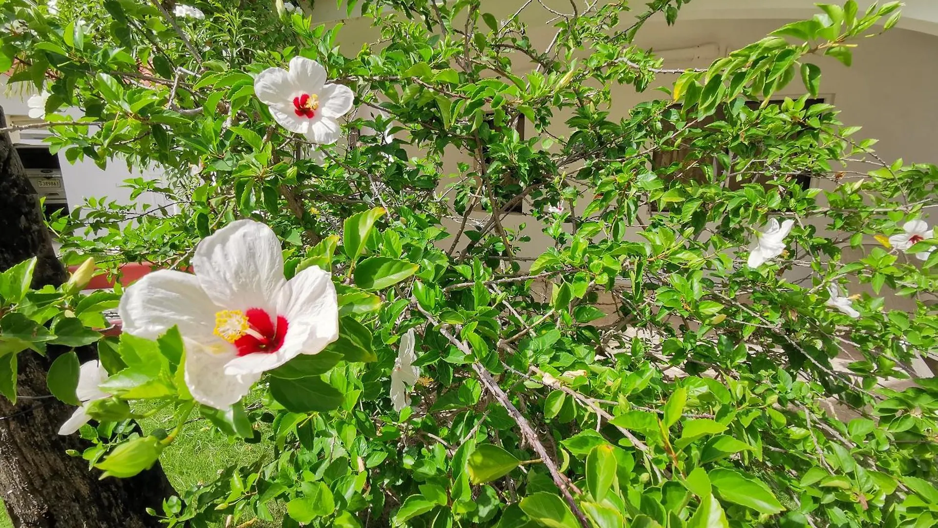 Ξενοδοχείο Tropical Village Playa Los Corales Πούντα Κάνα